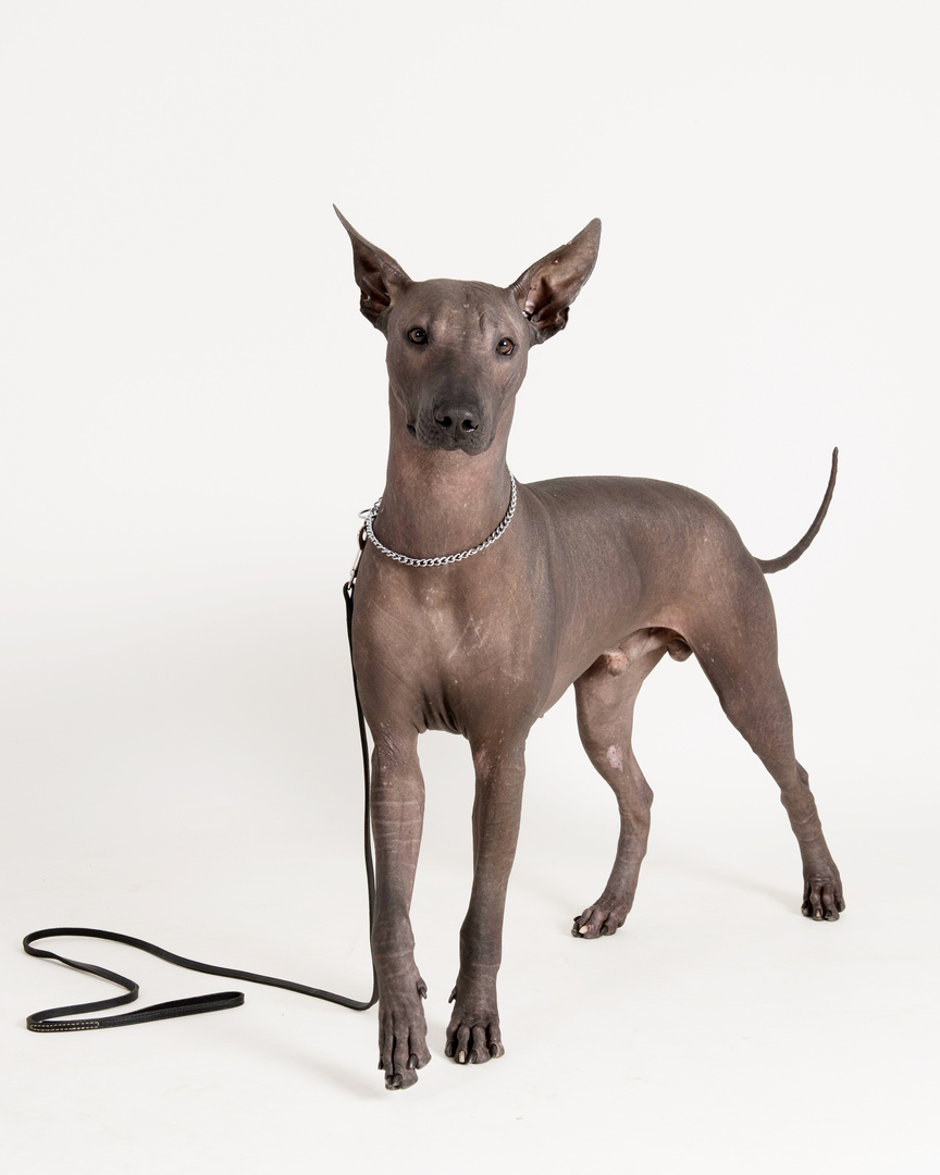 Tamoanchan kennels Breeders of Xoloitzcuintle General Breed Information